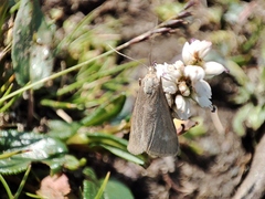 Udea uliginosalis