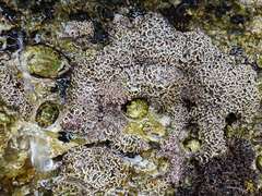 Lithophyllum byssoides
