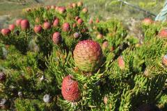 Leucadendron teretifolium