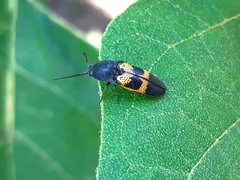 Conoderus dimidiatus