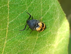 Conoderus dimidiatus