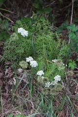 Seseli seseloides