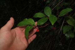 Pterocelastrus rostratus