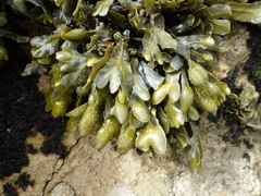 Fucus guiryi