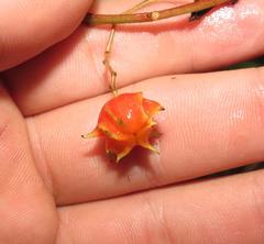 Pterocelastrus rostratus