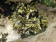 Fucus guiryi