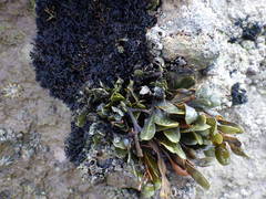 Fucus guiryi