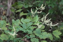 Actaea dahurica