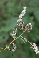 Actaea dahurica