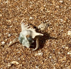 Coenobita variabilis