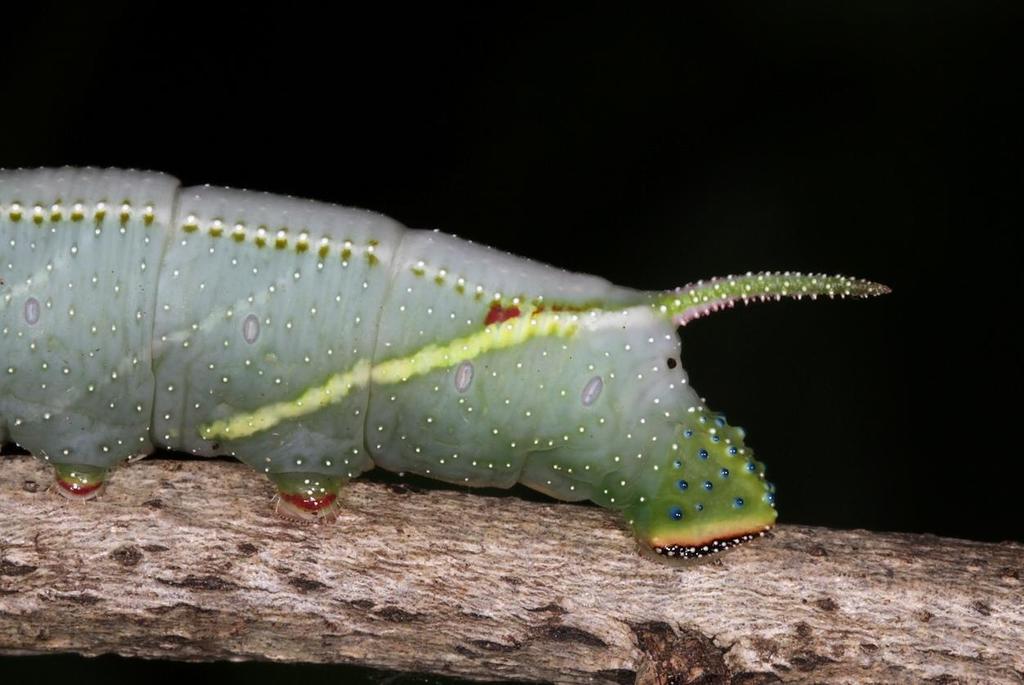 Mulberry Hawkmoth
