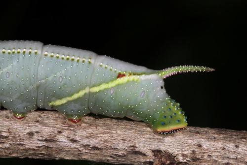 Mulberry Hawkmoth