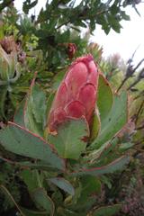 Protea grandiceps