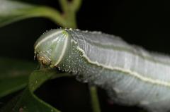 Pseudoclanis postica