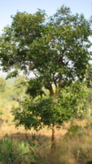 Pterocarpus santalinus