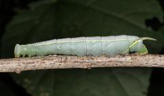 Pseudoclanis postica