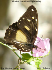 Papilio dardanus cenea
