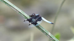 Palpopleura portia