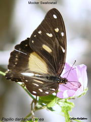 Papilio dardanus cenea
