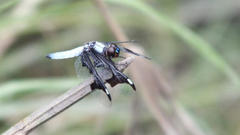 Palpopleura portia