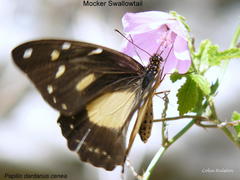Papilio dardanus cenea