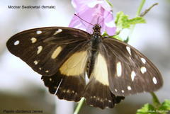 Papilio dardanus cenea