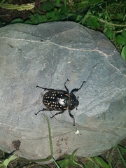 Cheirotonus formosanus