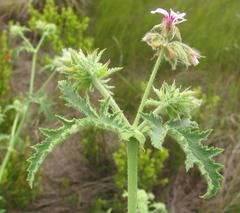 Pelargonium hispidum