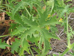 Pelargonium hispidum