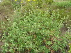 Pelargonium hispidum