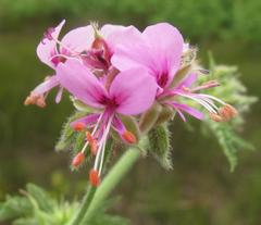 Pelargonium hispidum