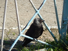 Corvus monedula
