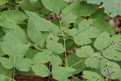 Actaea spicata acuminata