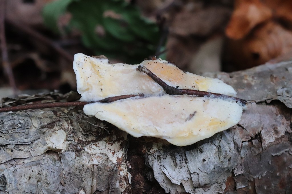 Tyromyces kmetii