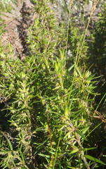Carpacoce