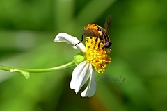 Mesembrius bengalensis