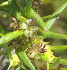 Carpacoce