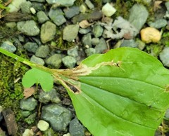 Phytomyza plantaginis