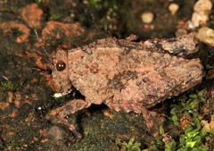 Dasyleurotettix infaustus