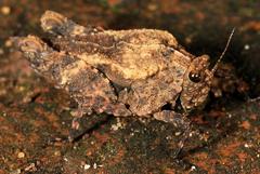 Dasyleurotettix infaustus