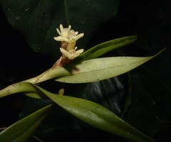 Epidendrum pseudoramosum