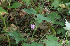 Geranium maximowiczii