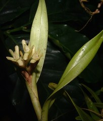Epidendrum pseudoramosum