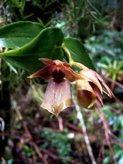 Epidendrum cerinum