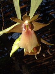 Epidendrum cerinum