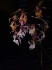 Epidendrum alabastrialatum