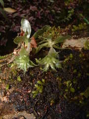 Eurystyles ananassocomos