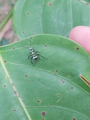 Polyrhachis cupreata