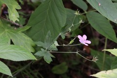 Geranium maximowiczii