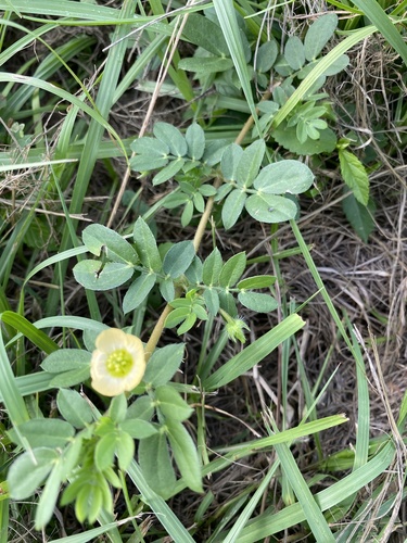 Balanitoideae image